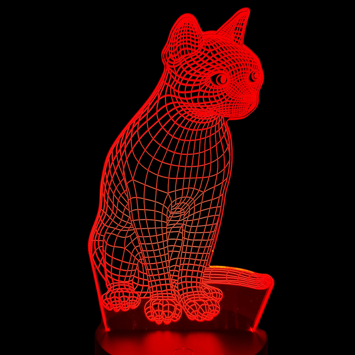 Kitten
